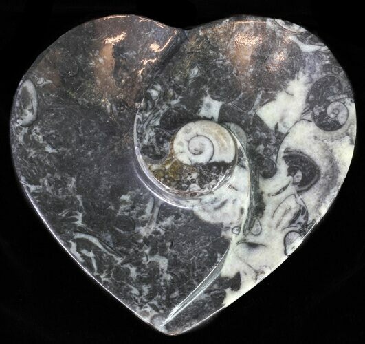 Heart Shaped Fossil Goniatite Dish #61279